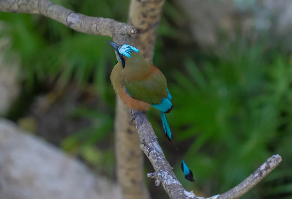 Pájaro Toh