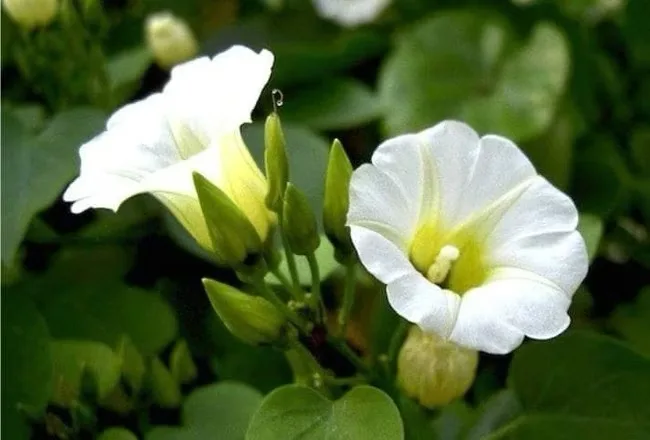 Bebidas con la dulzura de la miel de una flor